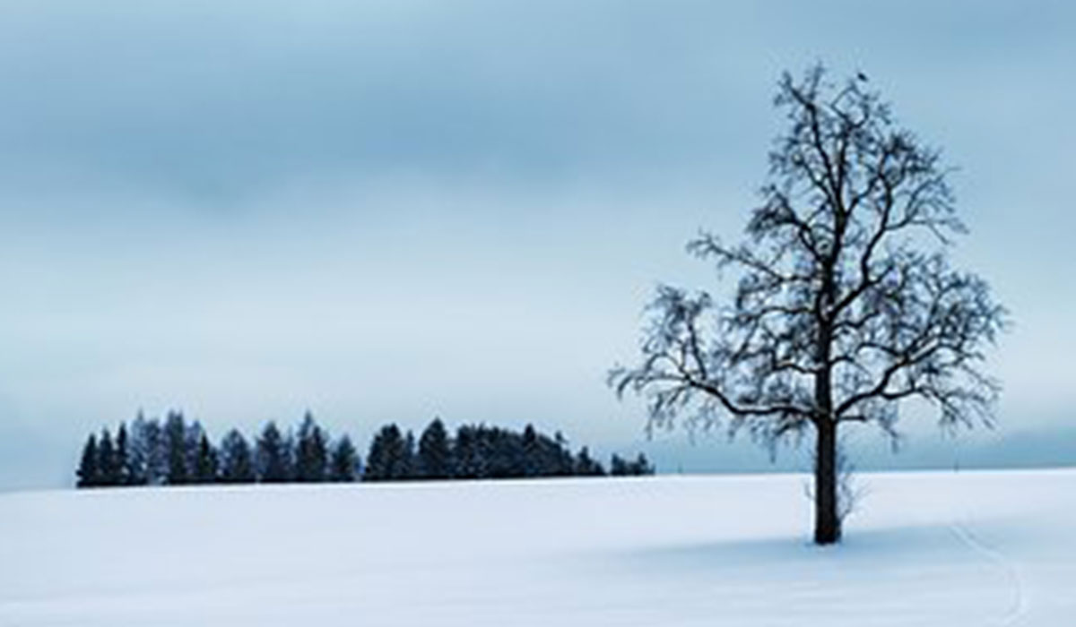 Фото статьи